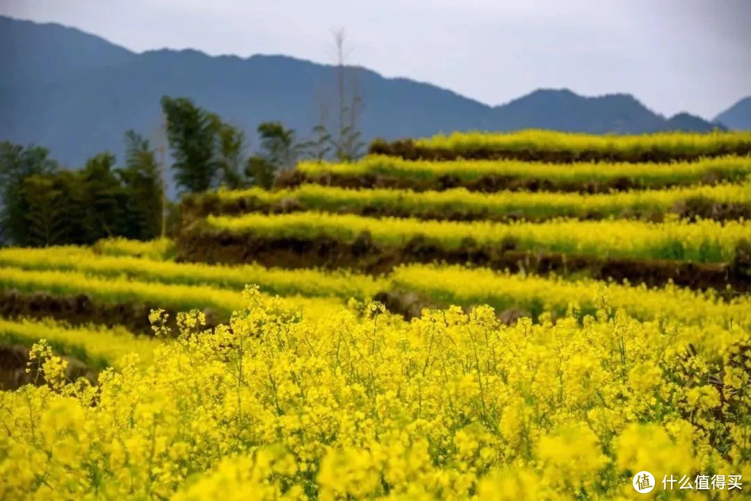 江西婺源深度旅游攻略 | 山水画廊里的徽派诗意栖居