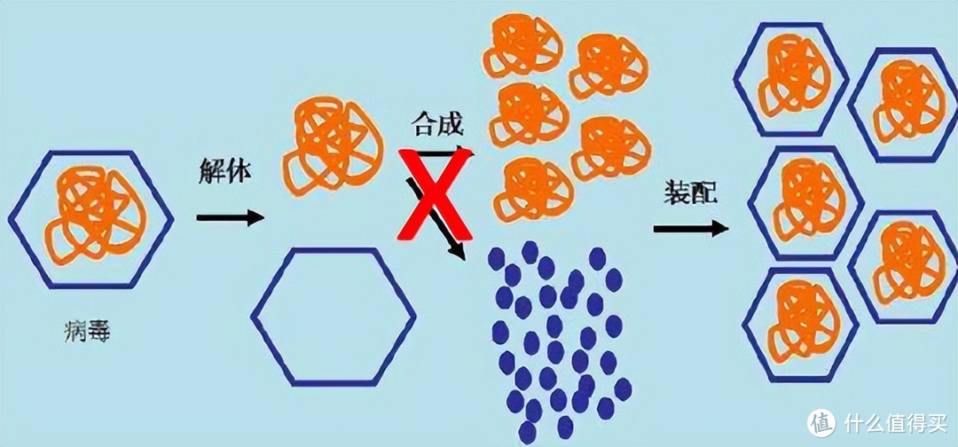 流感为什么难治？？