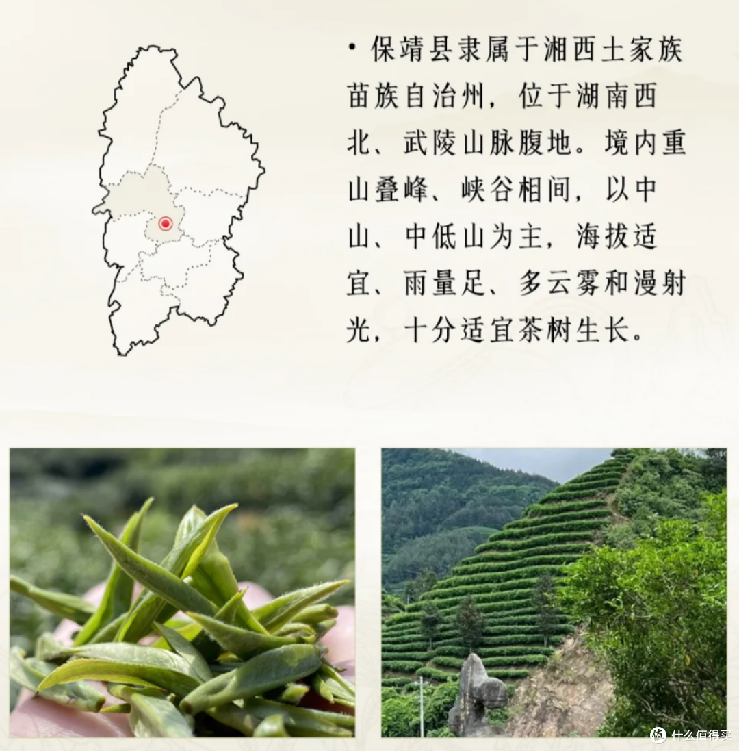 推荐一款小众口粮茶：保靖黄金茶_绿茶_什么值得买