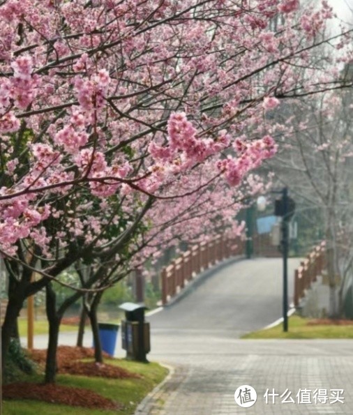 春日赏花攻略：邂逅烂漫花海