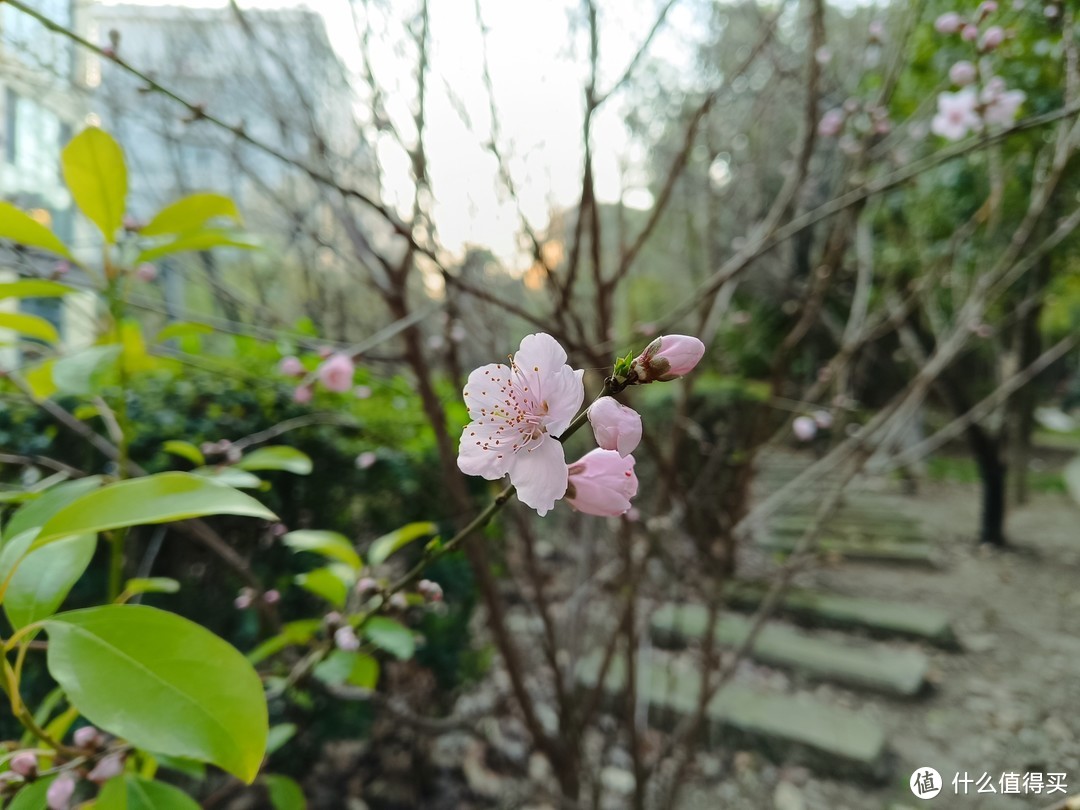 村子里面的桃圃，桃花正盛