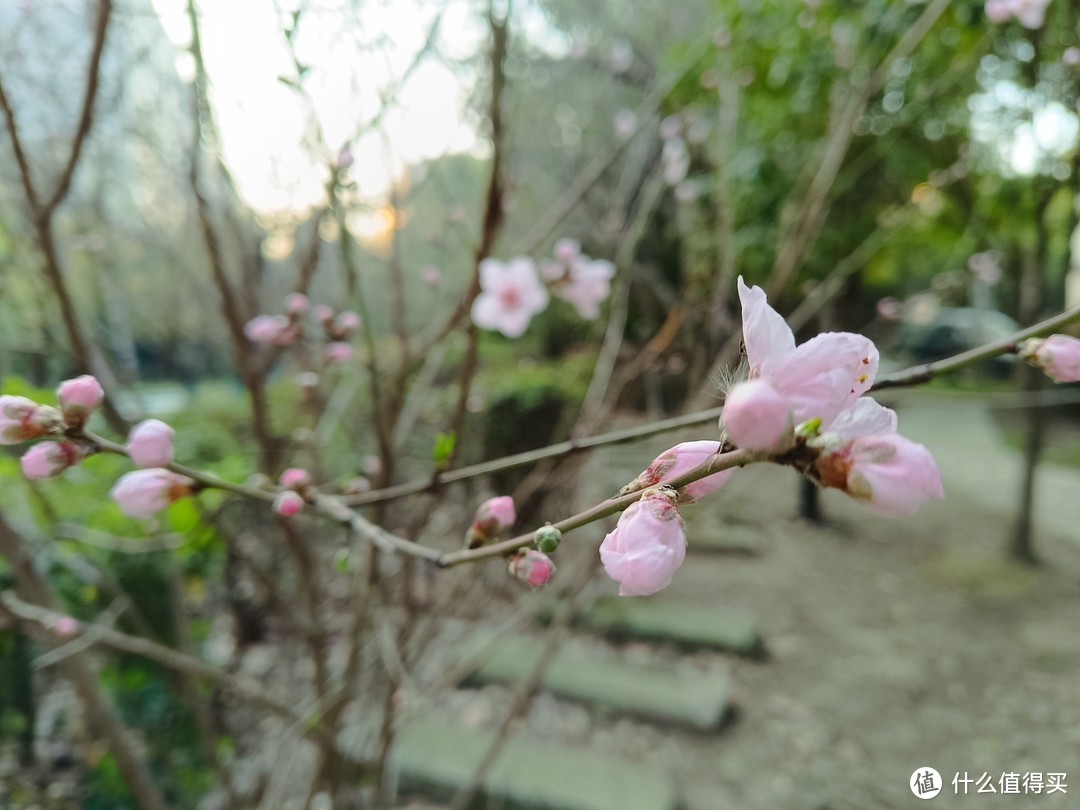 村子里面的桃圃，桃花正盛