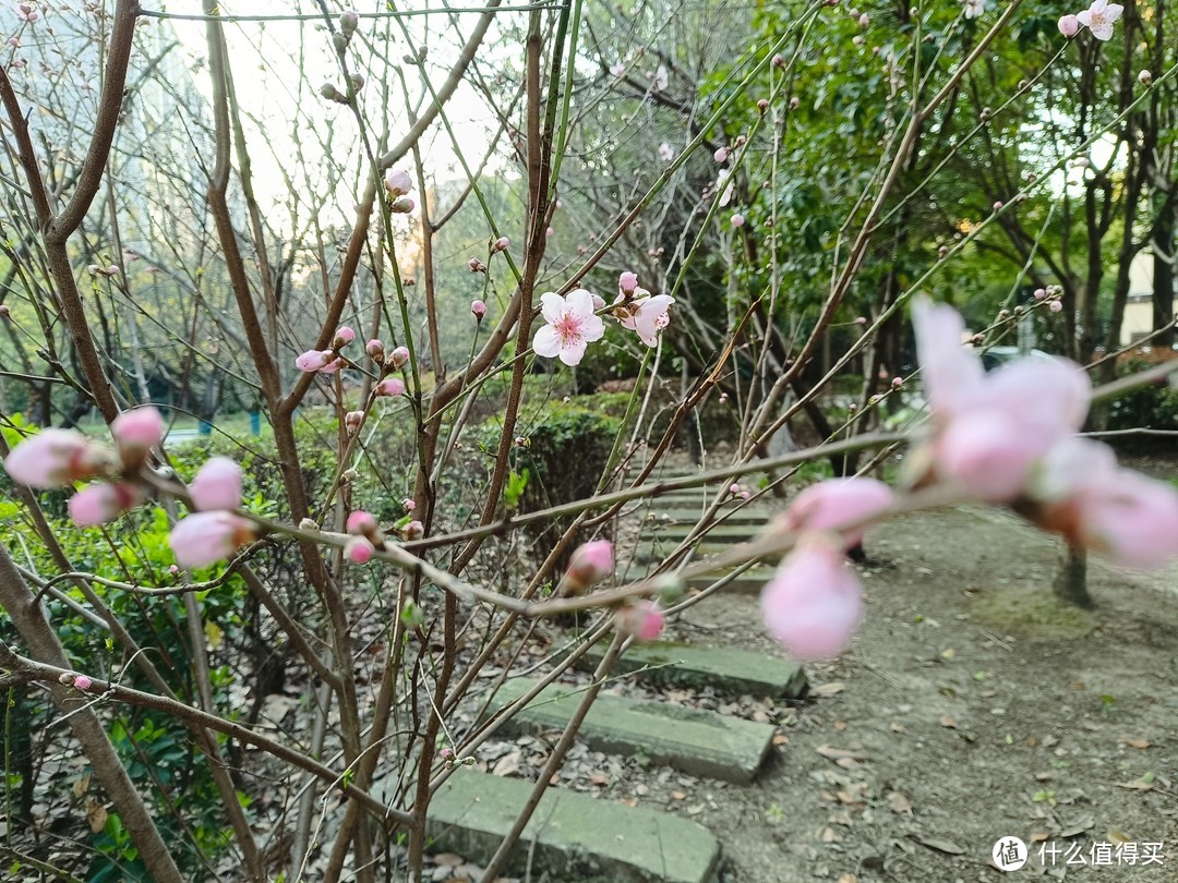 村子里面的桃圃，桃花正盛