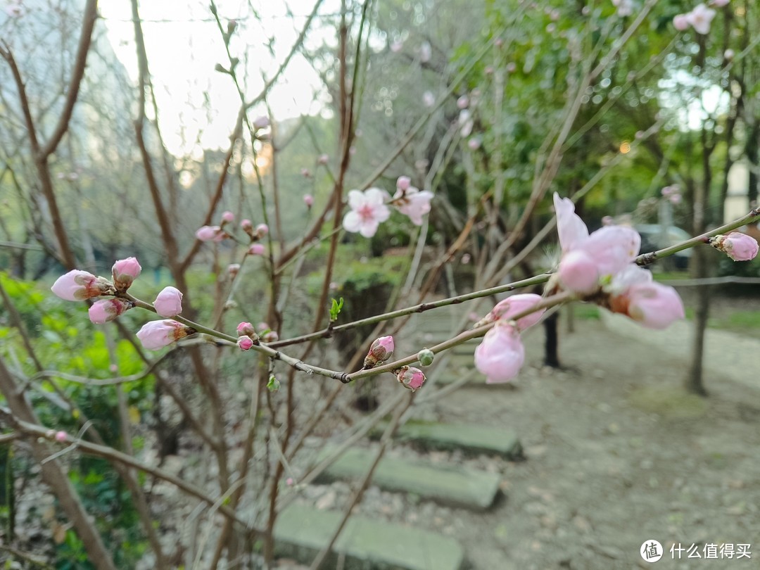 村子里面的桃圃，桃花正盛