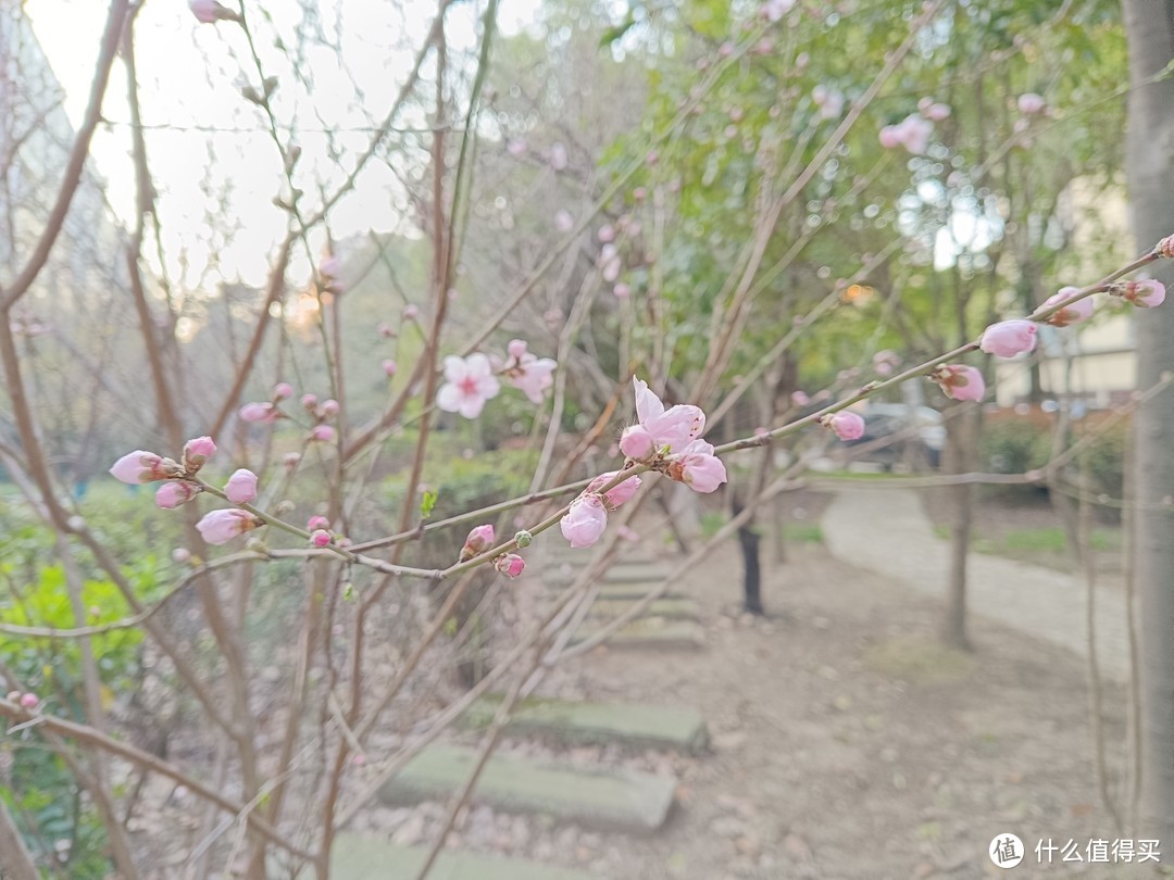 村子里面的桃圃，桃花正盛